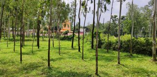 সামাজিক বনায়নের লক্ষ্য নিয়ে কাজ